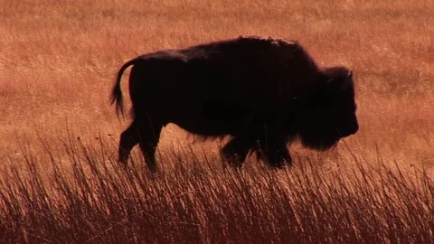 Bison and calf Stock Footage 72571917