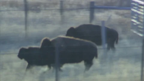 Bison and Calf Running through Sunlit Ranch Pasture Stock Footage 121988077