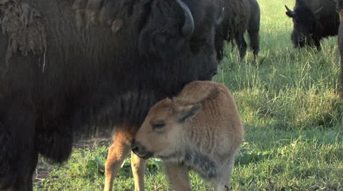 Bison and calf1 Stock Footage 25998689