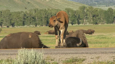 BISON AND CALVES ON ROAD Video stock 27564260