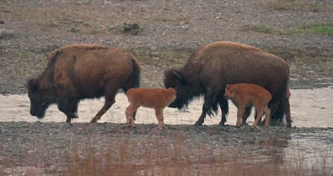 Bison and calves stood next to stream after swimming Stock Footage 337241530