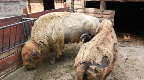 Bison and chick at the zoo Stock Footage 50154132