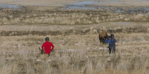 Bison and cyclists  on lakeshore trail on Antelope Island, Utah 4k Stock Footage 241533379