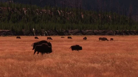 Bison and elk Stock Footage 72571918