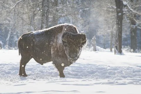 Bison and falling snow Stock Photos