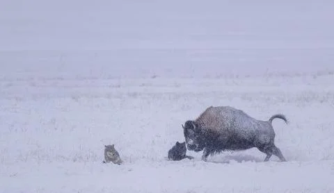 Bison and Grey wolf on a Winter Day Stock Photos