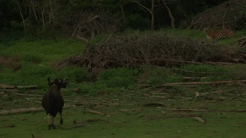 Bison and Tiger Stock Footage 212121561
