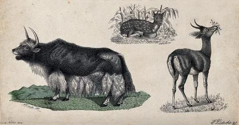 A bison and two deer shown in their natural habitat. Coloured reproduction .. Illustrazione stock