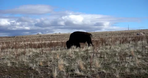 Bison at Antelope Island State Park, Utah Stockbeeldmateriaal 339074281