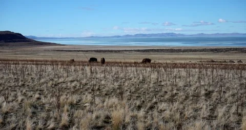 Bison at Antelope Island State Park, Utah Vídeos de archivo 339074294
