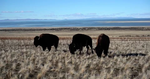 Bison at Antelope Island State Park, Utah Video stock 339074300