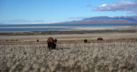 Bison at Antelope Island State Park, Utah Vídeos de archivo 339074418