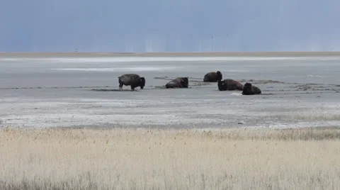 Bison Antelope Park Video stock 22957207