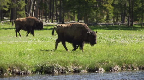 Bison approaching brook and drinking Stock Footage 67309078