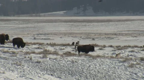 Bison Attacking Several Wolf Yellowstone National Park Winter Stock Footage 43132930