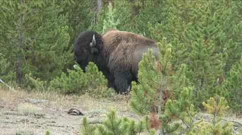 BISON ATTACKS PINE Video stock 20622429