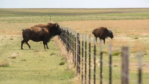 Bison attempting to clear a fence to join the herd Stock Footage 94592777