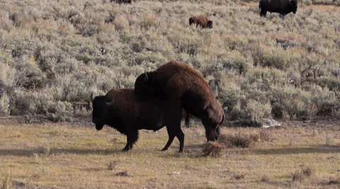 Bison Attempting to Mate in Lamar Valley in Yellowstone National Park Stock Footage 32156975