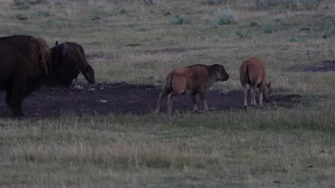 Bison Babies Playing 2 Stock Footage 323849000