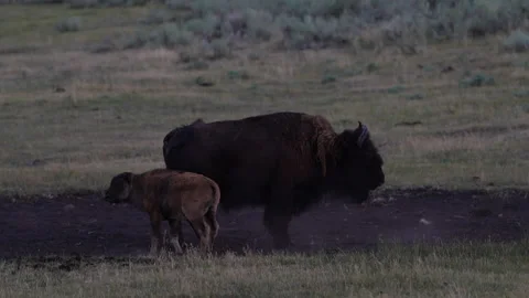 Bison Babies Playing Stock Footage 323849146