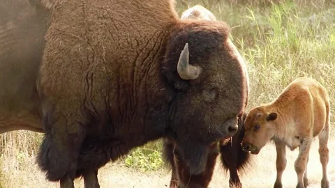 Bison with Baby Calf Stock Footage 310855448