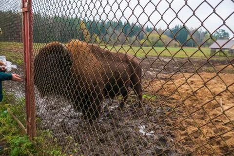 Bison behind bars in the reserve. Stock Photos