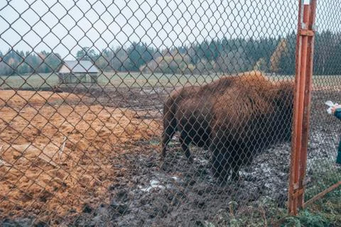 Bison behind bars in the reserve. Stock Photos