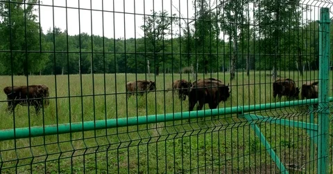 Bison behind the fence Stock Footage 77779589