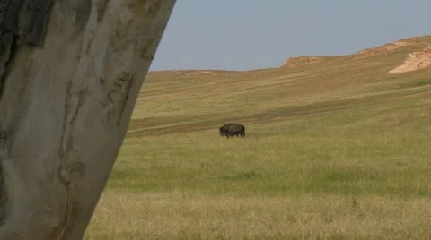 Bison from behind the tree Video stock 11850524