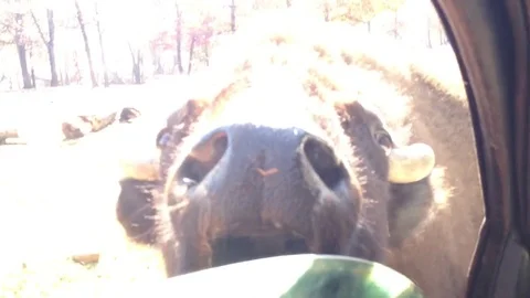 Bison being fed in car long tongue Stock Footage 74504431