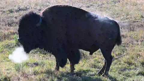 Bison bellowing during the rut in Yellowstone National Park Stock Footage 148431595