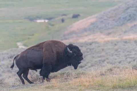 Bison Bellowing Фото
