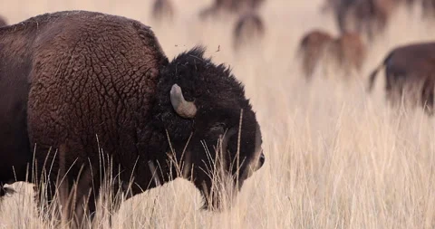 Bison bellows. bison rut Stock Footage 248935129