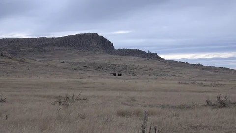 Bison Below Rocky Ridge Stock Footage 89584920