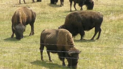Bison beyond the Fence Video stock 11850206