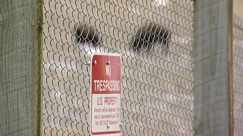 Bison (Bison bison) Behind No Trespassing Sign Stock Footage 93913599