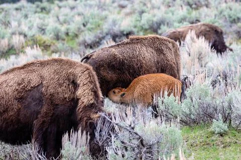 Bison (Bison bison) calf nursing from its mom in Yellowstone National Park in Stock Photos