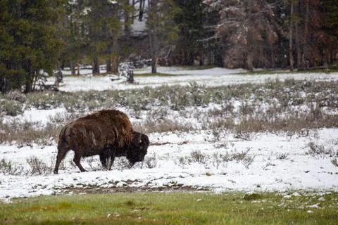 Bison (Bison bison) eating grass in Yellowstone National Park in May Stock Photos