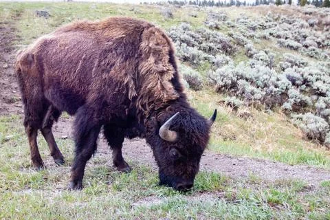 Bison (Bison bison) eating at Lamar Valley in Yellowstone National Park in Ma Stock Photos