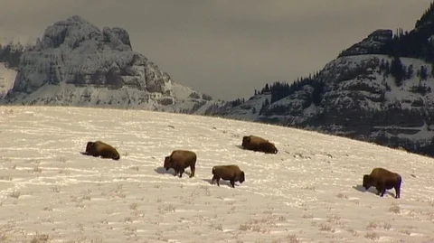 Bison (Bison bison) Grazing Below Snowy Mountains Stock Footage 93365285