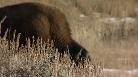Bison (Bison bison) Grazing in Brush Stock Footage 93033158