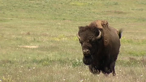 Bison (Bison bison) Grazing in Green Grass Stock Footage 93912924