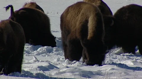 Bison (Bison bison) Grazing in Snow Stock Footage 92968580