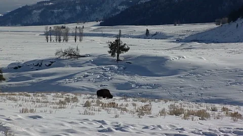 Bison (Bison bison) Grazing in Snow Stock Footage 93033710