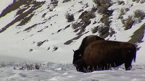 Bison (Bison bison) Grazing in Snow Stock Footage 93203311