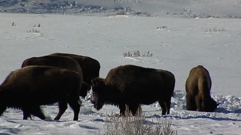 Bison (Bison bison) Grazing in Snow Stock Footage 93518768