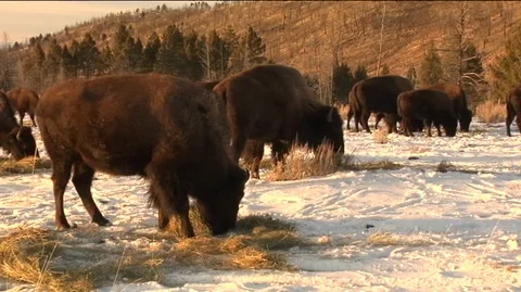 Bison (Bison bison) Grazing in Snow Stock Footage 93908273