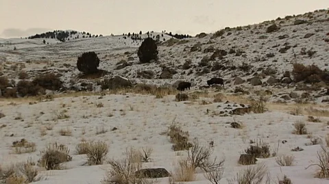 Bison (Bison bison) Grazing on Snowy Hillside Stock Footage 92969022