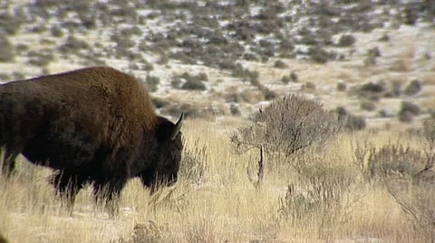 Bison (Bison bison) Grazing in Snowy Field Stock Footage 93033599