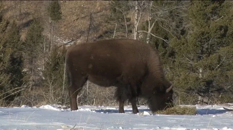 Bison (Bison bison) Grazing in Snowy Field Stock Footage 93056157